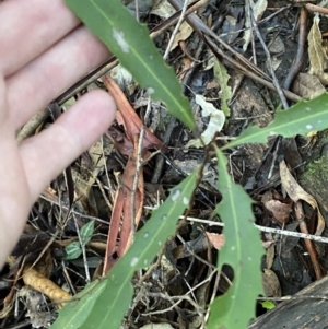 Lomatia myricoides at Paddys River, ACT - 5 Aug 2023 12:21 PM