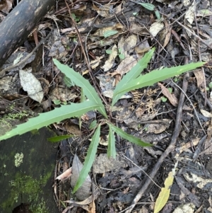 Lomatia myricoides at Paddys River, ACT - 5 Aug 2023 12:21 PM