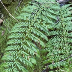 Polystichum proliferum (Mother Shield Fern) at Tidbinbilla Nature Reserve - 5 Aug 2023 by Tapirlord