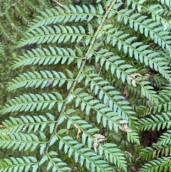 Polystichum proliferum at Paddys River, ACT - 5 Aug 2023