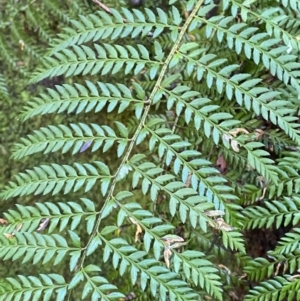 Polystichum proliferum at Paddys River, ACT - 5 Aug 2023