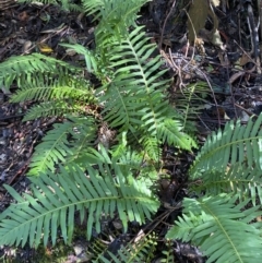 Blechnum nudum (Fishbone Water Fern) at Paddys River, ACT - 5 Aug 2023 by Tapirlord
