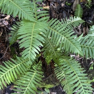 Blechnum nudum at Paddys River, ACT - 5 Aug 2023