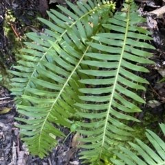 Blechnum nudum at Paddys River, ACT - 5 Aug 2023