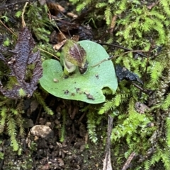 Corysanthes grumula (Stately helmet orchid) at Tidbinbilla Nature Reserve - 5 Aug 2023 by Tapirlord