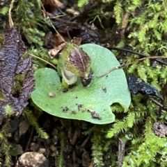 Corysanthes grumula at suppressed - suppressed