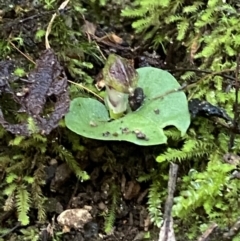 Corysanthes grumula at suppressed - 5 Aug 2023