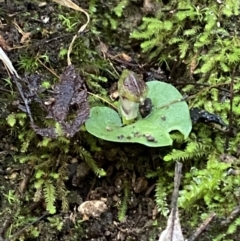 Corysanthes grumula at suppressed - suppressed