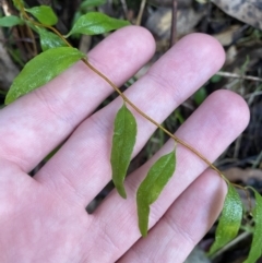 Billardiera macrantha (Mountain Appleberry) at Paddys River, ACT - 5 Aug 2023 by Tapirlord