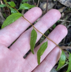 Billardiera macrantha at Paddys River, ACT - 5 Aug 2023 12:14 PM