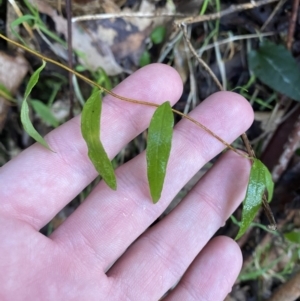 Billardiera macrantha at Paddys River, ACT - 5 Aug 2023 12:14 PM