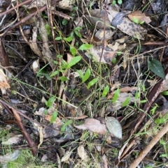 Billardiera macrantha at Paddys River, ACT - 5 Aug 2023 12:14 PM