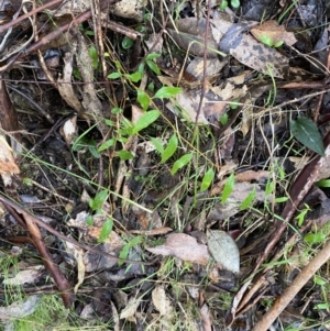 Billardiera macrantha at Paddys River, ACT - 5 Aug 2023