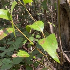 Eucalyptus fastigata (Brown Barrel) at Paddys River, ACT - 5 Aug 2023 by Tapirlord