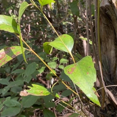 Eucalyptus fastigata (Brown Barrel) at Tidbinbilla Nature Reserve - 5 Aug 2023 by Tapirlord