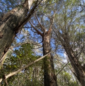 Eucalyptus fastigata at Paddys River, ACT - 5 Aug 2023