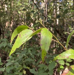 Eucalyptus fastigata at Tidbinbilla Nature Reserve - 5 Aug 2023