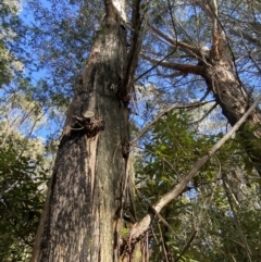 Eucalyptus fastigata at Tidbinbilla Nature Reserve - 5 Aug 2023 12:13 PM