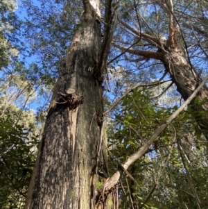 Eucalyptus fastigata at Tidbinbilla Nature Reserve - 5 Aug 2023