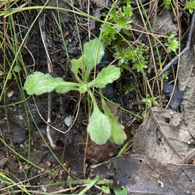 Lagenophora stipitata (Common Lagenophora) at Tidbinbilla Nature Reserve - 5 Aug 2023 by Tapirlord