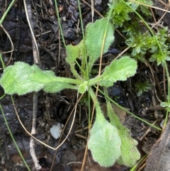 Lagenophora stipitata at Paddys River, ACT - 5 Aug 2023