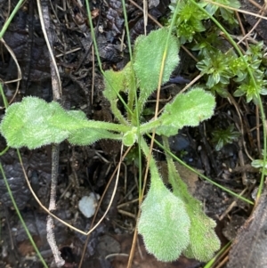 Lagenophora stipitata at Paddys River, ACT - 5 Aug 2023 12:13 PM