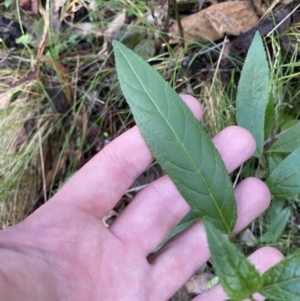 Prostanthera lasianthos at Paddys River, ACT - 5 Aug 2023 12:13 PM