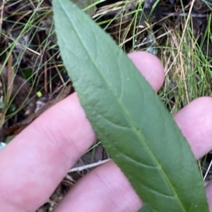 Prostanthera lasianthos at Paddys River, ACT - 5 Aug 2023 12:13 PM