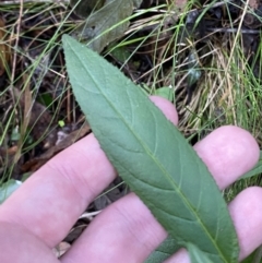 Prostanthera lasianthos at Paddys River, ACT - 5 Aug 2023