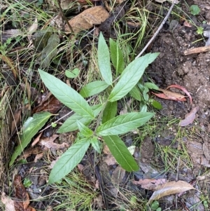 Prostanthera lasianthos at Paddys River, ACT - 5 Aug 2023 12:13 PM