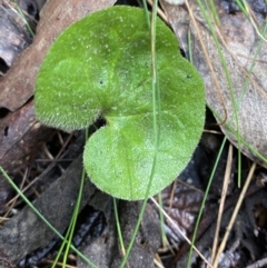 Dichondra repens (Kidney Weed) at Tidbinbilla Nature Reserve - 5 Aug 2023 by Tapirlord