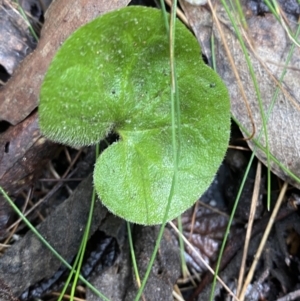 Dichondra repens at Paddys River, ACT - suppressed