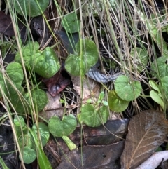 Dichondra repens at Paddys River, ACT - suppressed