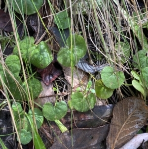 Dichondra repens at Paddys River, ACT - 5 Aug 2023