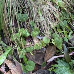 Dichondra repens at Paddys River, ACT - suppressed