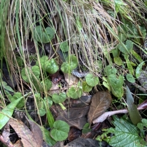 Dichondra repens at Paddys River, ACT - suppressed