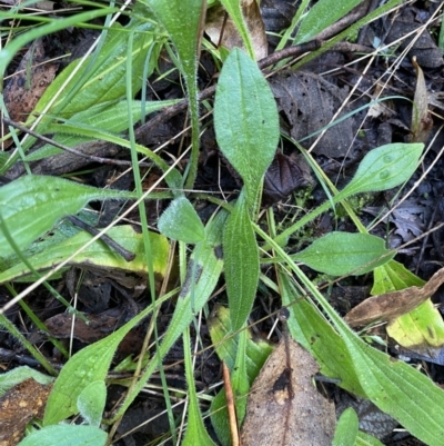 Plantago debilis (Shade Plantain) at Tidbinbilla Nature Reserve - 5 Aug 2023 by Tapirlord