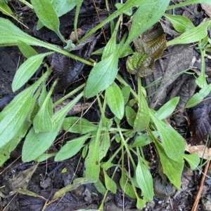 Plantago debilis at Paddys River, ACT - 5 Aug 2023 12:11 PM