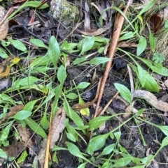 Plantago debilis at Paddys River, ACT - 5 Aug 2023 12:11 PM