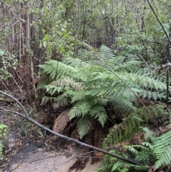 Dicksonia antarctica (Soft Treefern) at Paddys River, ACT - 5 Aug 2023 by Tapirlord