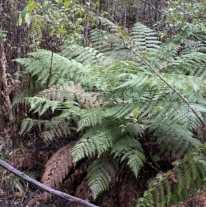 Dicksonia antarctica at Paddys River, ACT - 5 Aug 2023