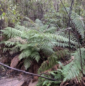 Dicksonia antarctica at Paddys River, ACT - 5 Aug 2023