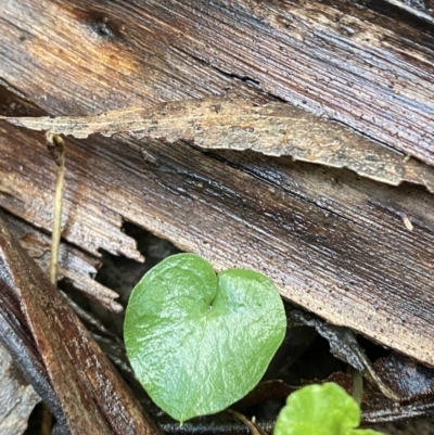 Corysanthes hispida (Bristly Helmet Orchid) at Paddys River, ACT - 5 Aug 2023 by Tapirlord