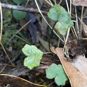 Hydrocotyle hirta at Paddys River, ACT - 5 Aug 2023