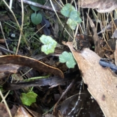 Hydrocotyle hirta at Paddys River, ACT - 5 Aug 2023