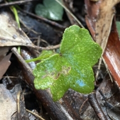 Hydrocotyle hirta at Paddys River, ACT - 5 Aug 2023