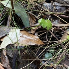 Hydrocotyle hirta at Paddys River, ACT - 5 Aug 2023