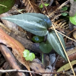 Clematis aristata at Paddys River, ACT - 5 Aug 2023