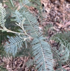 Acacia dealbata subsp. subalpina (Monaro Silver-wattle) at Tidbinbilla Nature Reserve - 5 Aug 2023 by Tapirlord