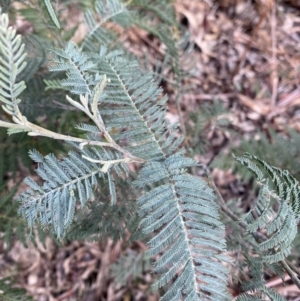 Acacia dealbata subsp. subalpina at Paddys River, ACT - 5 Aug 2023 12:07 PM